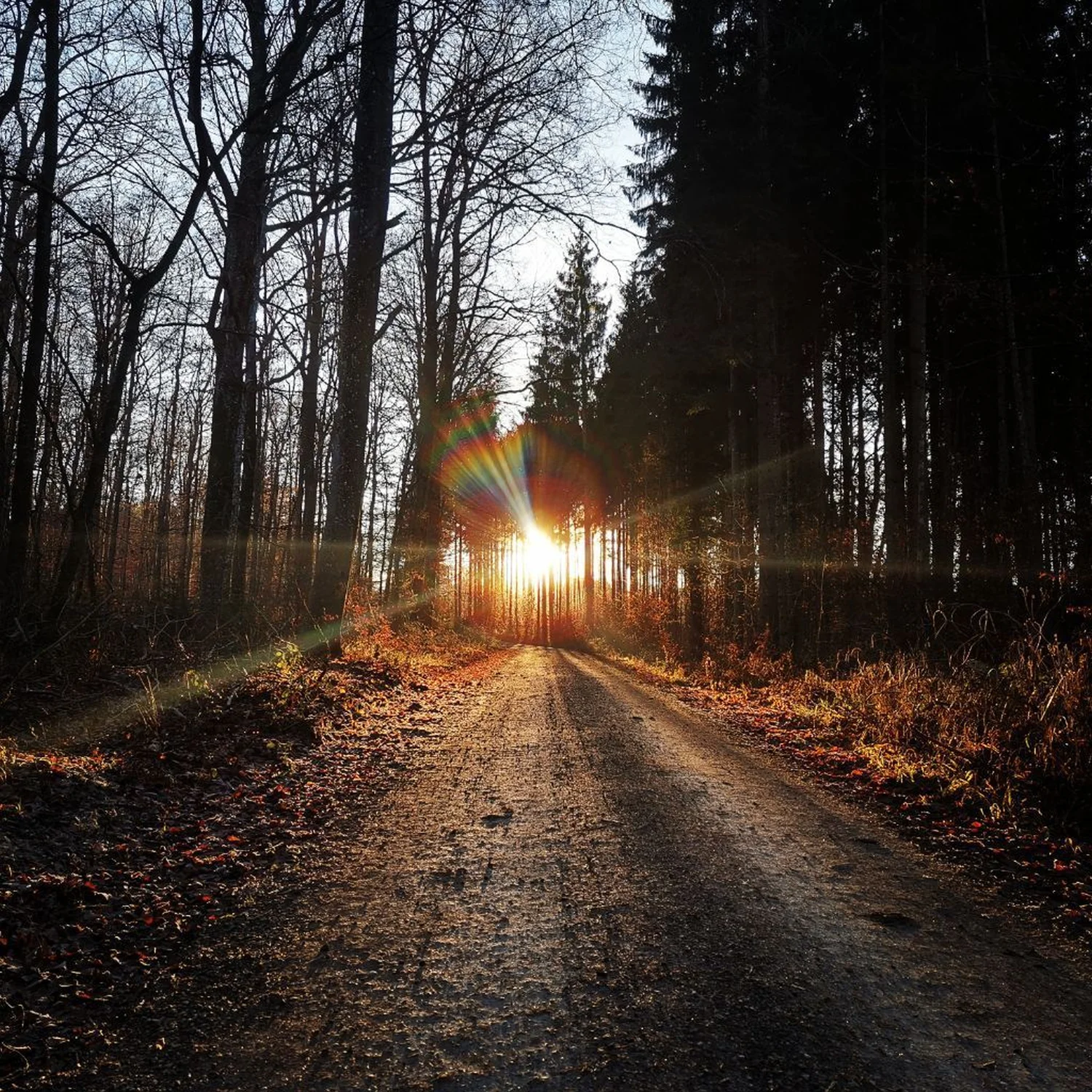 Wald Der Waldmann