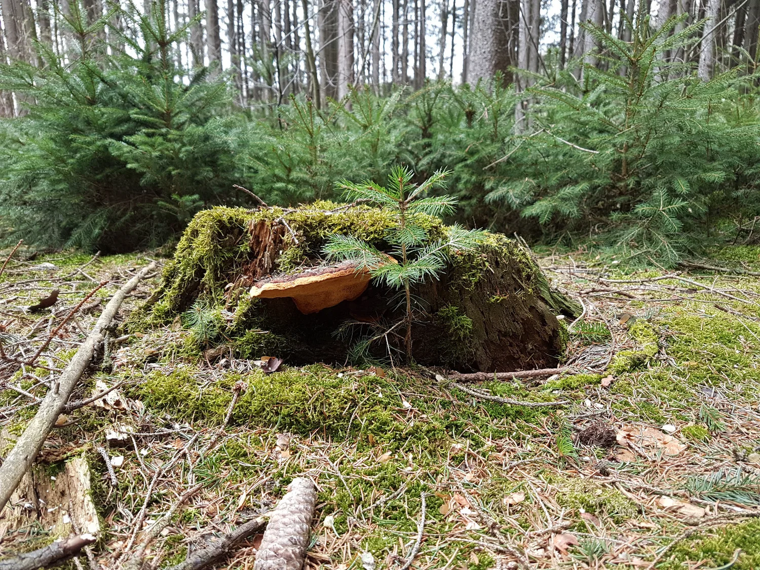 Land Art Der Waldmann