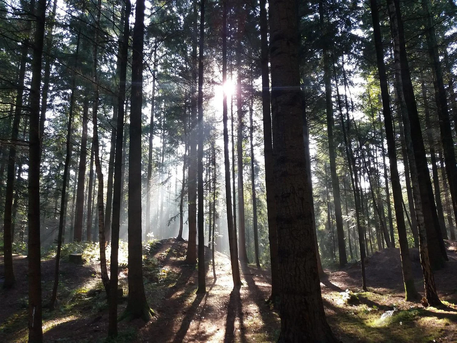 Wald Der Waldmann